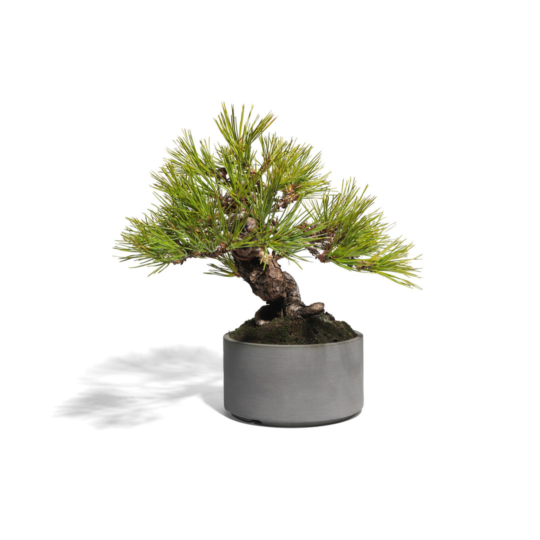 赤松 -Japanese red pine- （推定樹齢40年）-M0010-｜TRADMAN'S BONSAI